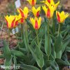 zlutocerveny tulipan kaufmanniana giuseppe verdi 2