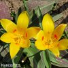 zlutocerveny tulipan kaufmanniana giuseppe verdi 5