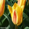 zlutocerveny tulipan kaufmanniana giuseppe verdi 6