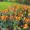 zlutocerveny tulipan kaufmanniana giuseppe verdi 7