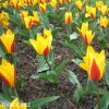 zlutocerveny tulipan kaufmanniana giuseppe verdi 8