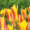 zlutocerveny tulipan kaufmanniana giuseppe verdi 1