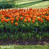 oranzovy tulipan kaufmanniana early harvest 2