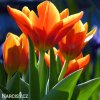 oranzovy tulipan kaufmanniana early harvest 5