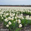 bílý narcis mount hood 3