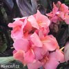 ruzova dosna canna pink futurity 1