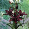 Lilie asijská - Mapira
