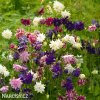 orlicky smes Aquilegia mix 2