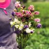 orlicky smes Aquilegia mix 3