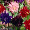 orlicky smes Aquilegia mix 5