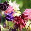 orlicky smes Aquilegia mix 6
