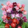 orlicky smes Aquilegia mix 7