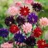 orlicky smes Aquilegia mix 1