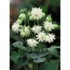 Aquilegia white barlow 03