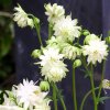 Aquilegia white barlow 04