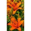 Lilie asijská oranžová - Orange ton