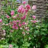 ruzovy orlicek Aquilegia nora barlow 2