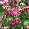 ruzovy orlicek Aquilegia nora barlow 3
