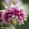 ruzovy orlicek Aquilegia nora barlow 4