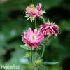ruzovy orlicek Aquilegia nora barlow 5