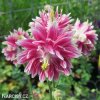 ruzovy orlicek Aquilegia nora barlow 6