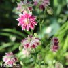 ruzovy orlicek Aquilegia nora barlow 7