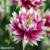 ruzovy orlicek Aquilegia nora barlow 1