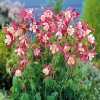 Aquilegia Crimson star 02