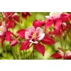 Aquilegia Crimson star 04