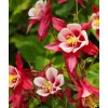 Aquilegia Crimson star 01