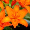 Lilie asijská oranžová - Orange ton
