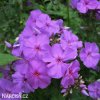 fialova plamenka floxy amethyst 4