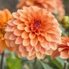 Jiřina Summer Flame 03