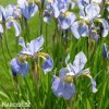bledě modrý kosatec sky wings iris reticulata 3