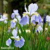 bledě modrý kosatec sky wings iris reticulata 4