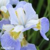 bledě modrý kosatec sky wings iris reticulata 5