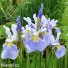 bledě modrý kosatec sky wings iris reticulata 6