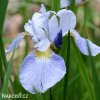 bledě modrý kosatec sky wings iris reticulata 1