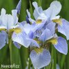 bledě modrý kosatec sky wings iris reticulata 2