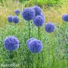 modry cesnek allium caeruleum 2