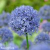 modry cesnek allium caeruleum 4