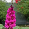 ruzovy mecik gladiolus fidelio 2