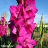 ruzovy mecik gladiolus fidelio 4