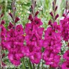 ruzovy mecik gladiolus fidelio 5