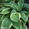 bohyska hosta aureomarginata 2