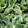 bohyska hosta aureomarginata 3