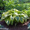 bohyska hosta aureomarginata 4