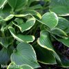 bohyska hosta aureomarginata 5