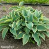 bohyska hosta aureomarginata 1