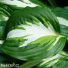 bohyska hosta mediovariegata 2